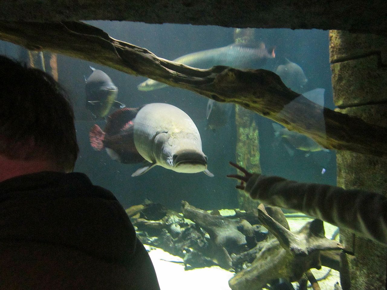 Mar. 2013-Amazon Flooded Forest - Arapaima