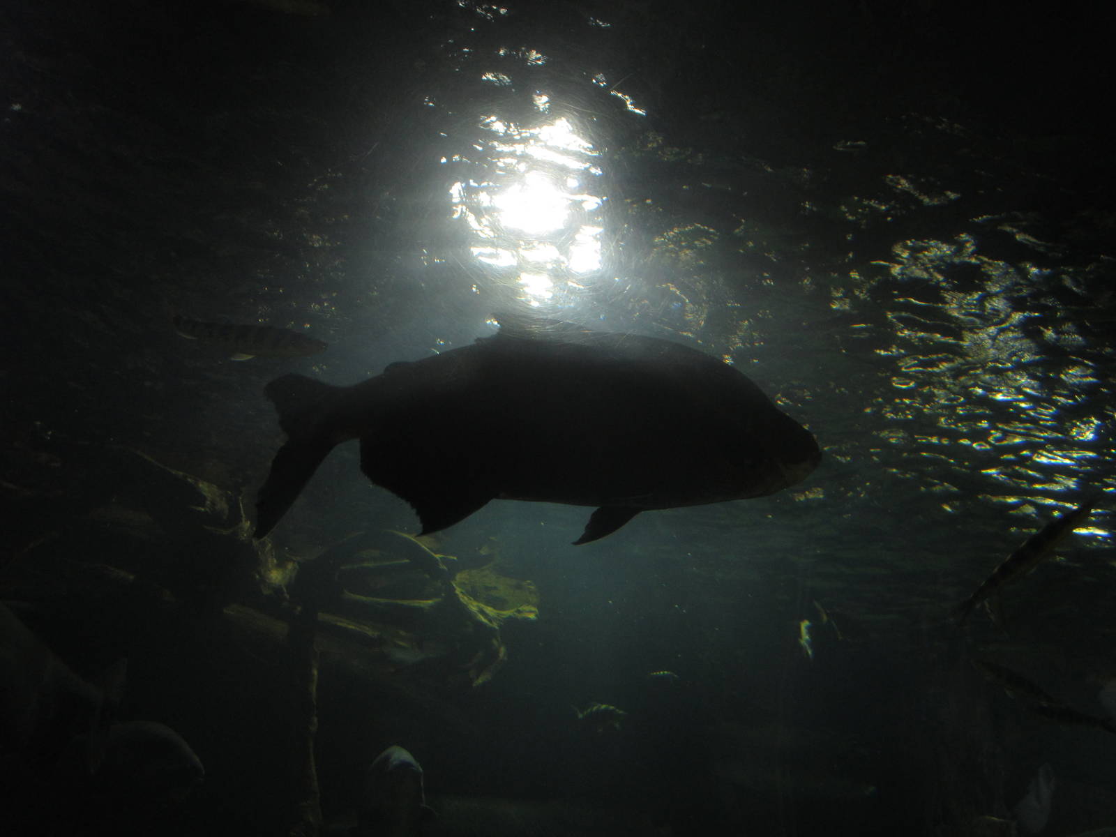 Mar. 2013-Amazon Flooded Forest - Black-finned Pacu