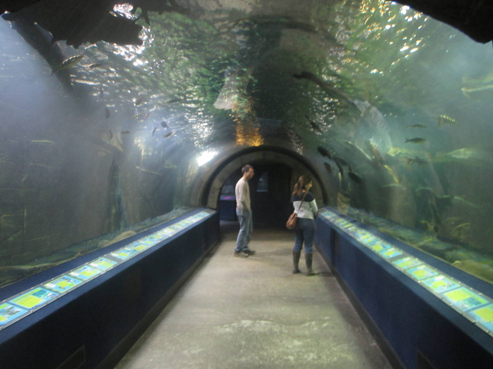 Mar. 2013-Amazon Flooded Forest