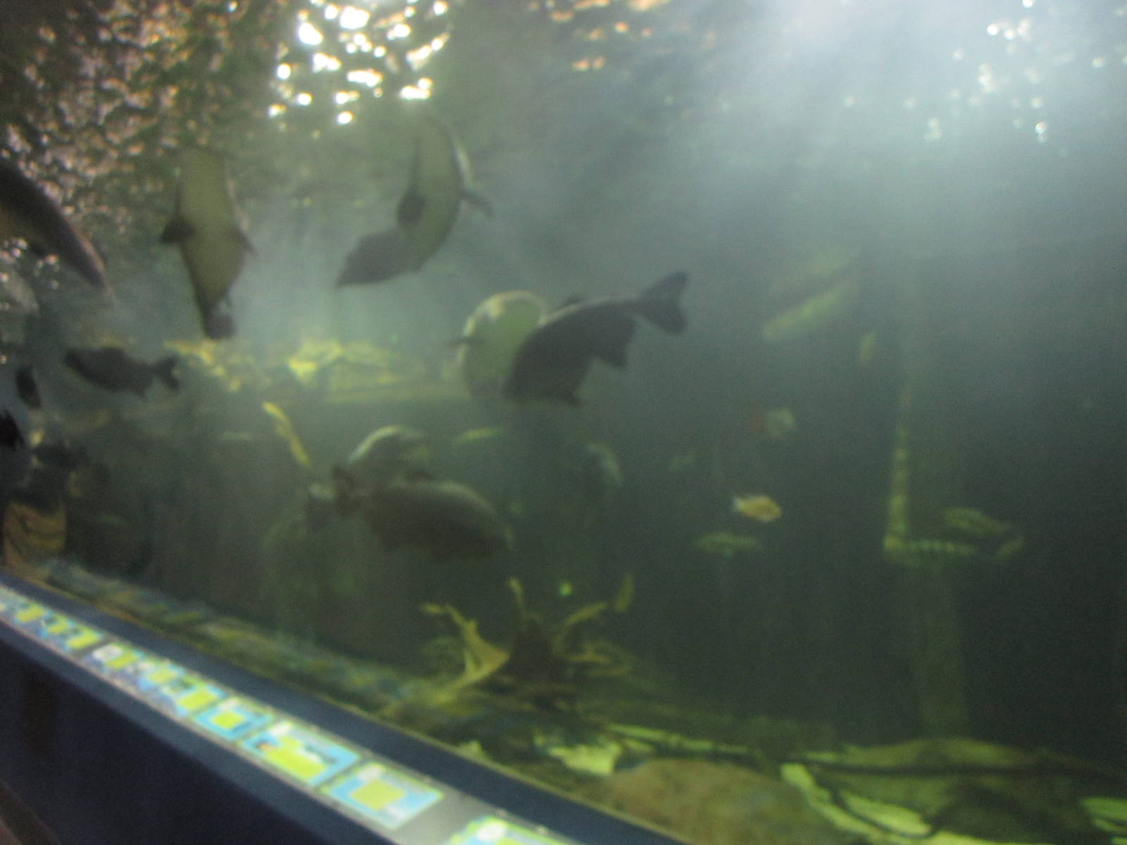 Mar. 2013-Amazon Flooded Forest