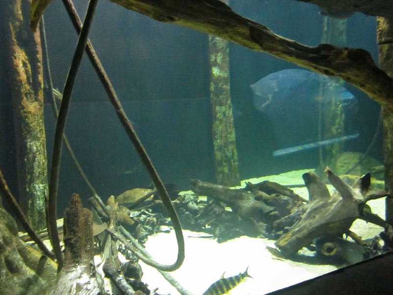 Mar. 2013-Amazon Flooded Forest