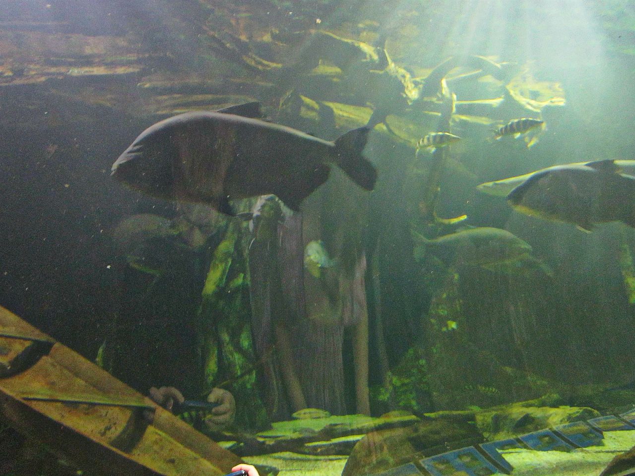 Mar. 2013-Amazon Flooded Forest