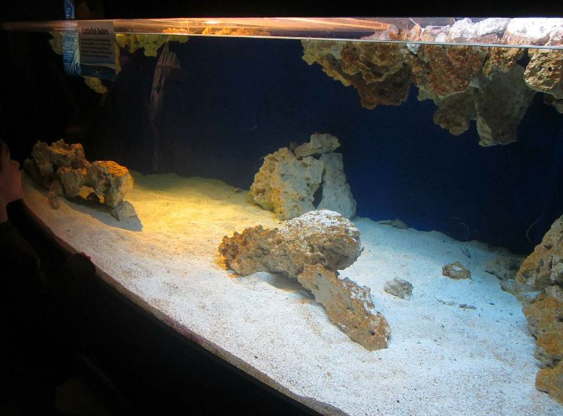 Mar. 2013-Bizarre and Beautiful - Baby Common Cuttlefish Exhibit