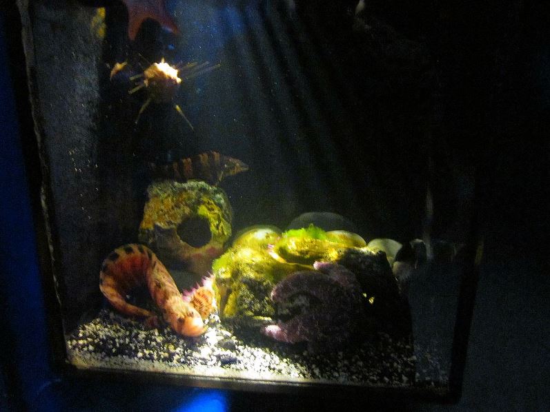 Mar. 2013-Bizarre and Beautiful - Decorated Warbonnet + Grunt Sculpin Exhib