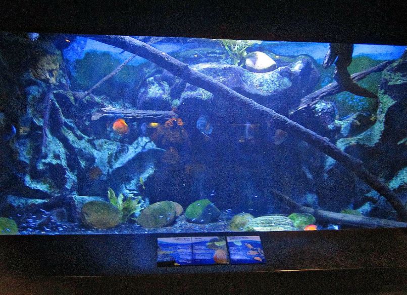 Mar. 2013-Bizarre and Beautiful - Discus Fish + Cardinal Tetra + Panda Cory