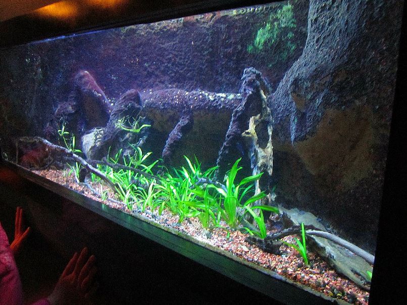 Mar. 2013-Bizarre and Beautiful - Elephantnose Fish Exhibit