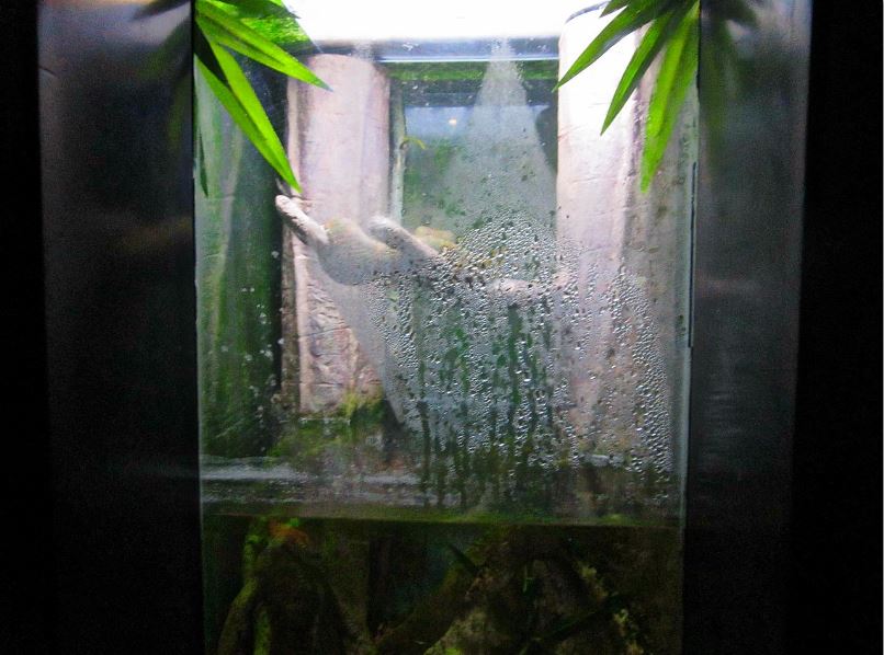 Mar. 2013-Bizarre and Beautiful - Eyelash Viper + Amazon Leaf Fish Exhibit