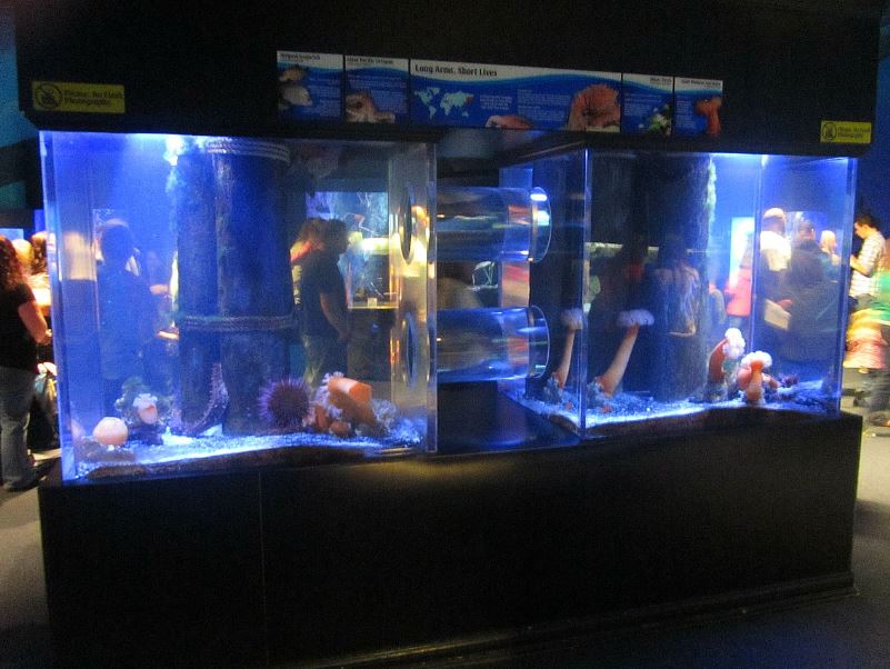 Mar. 2013-Bizarre and Beautiful - Giant Pacific Octopus + Striped Seaperch