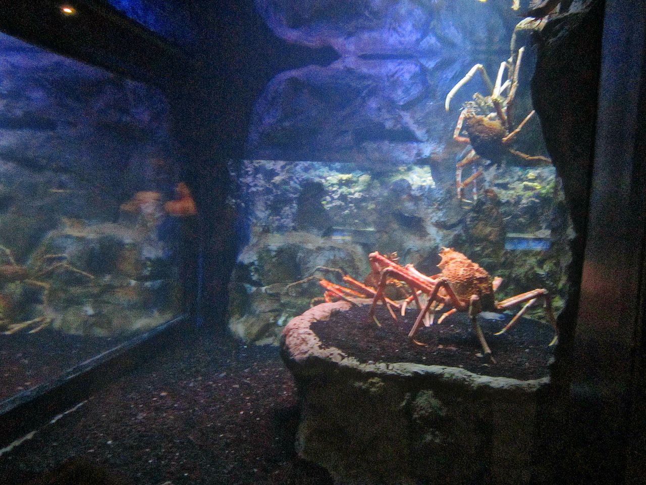 Mar. 2013-Bizarre and Beautiful - Japanese Spider Crab Exhibit