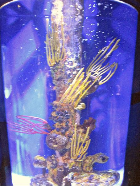 Mar. 2013-Bizarre and Beautiful - Lined Seahorse Exhibit