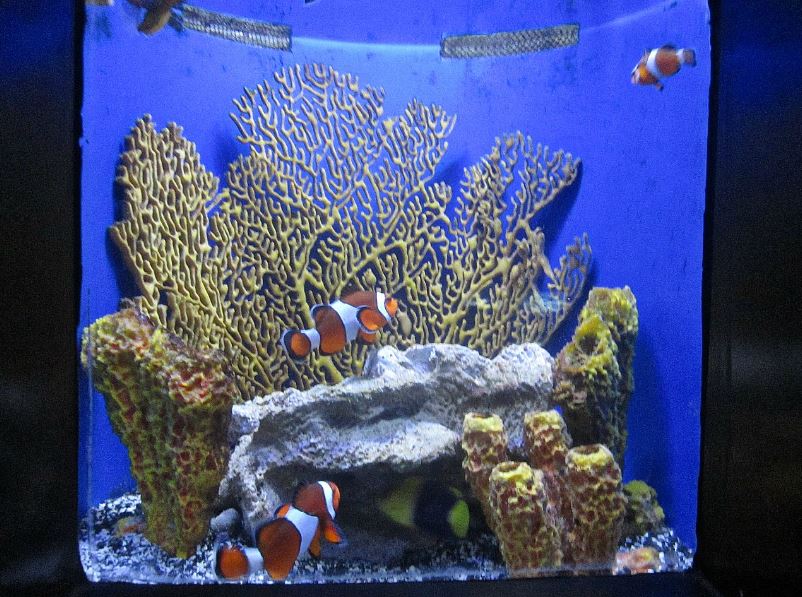 Mar. 2013-Bizarre and Beautiful - Percula Clownfish + Bicolor Angelfish Exh