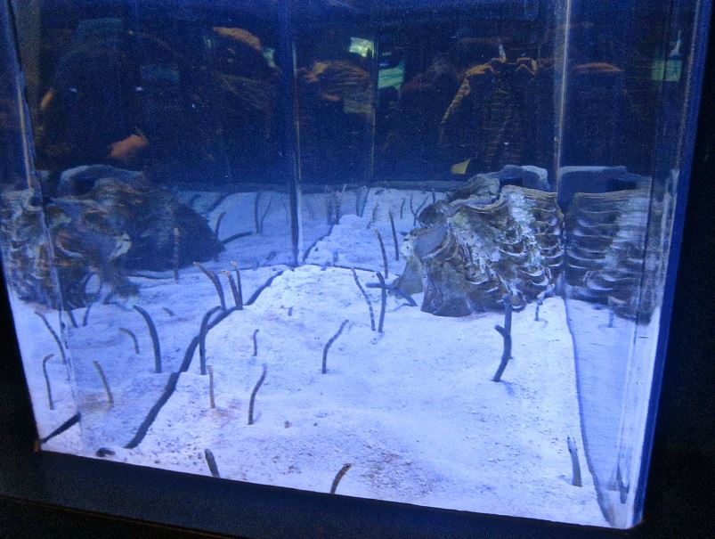 Mar. 2013-Bizarre and Beautiful - Spotted Garden Eel Exhibit