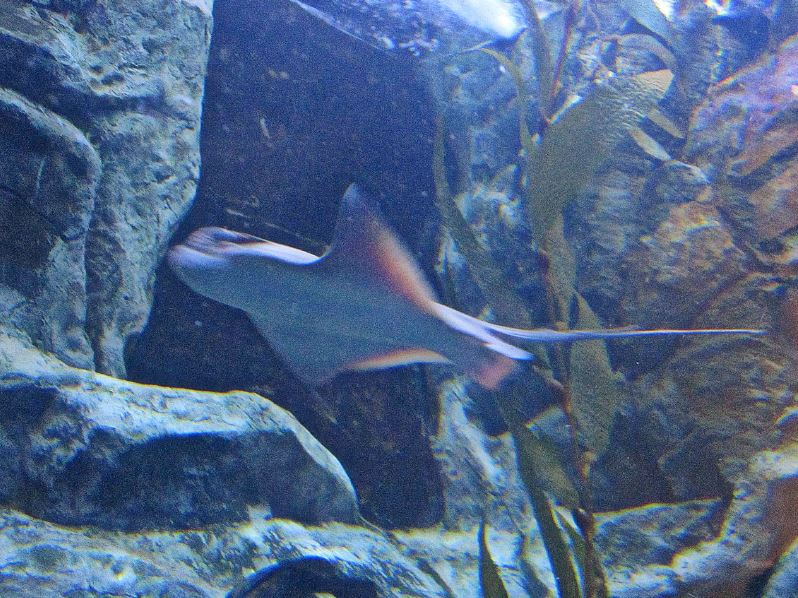 Mar. 2013-California Kelp Forest - Pacific Cownose Ray