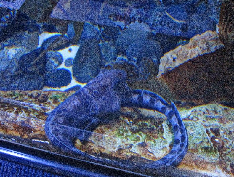 Mar. 2013-California Kelp Forest - Wolf Eel