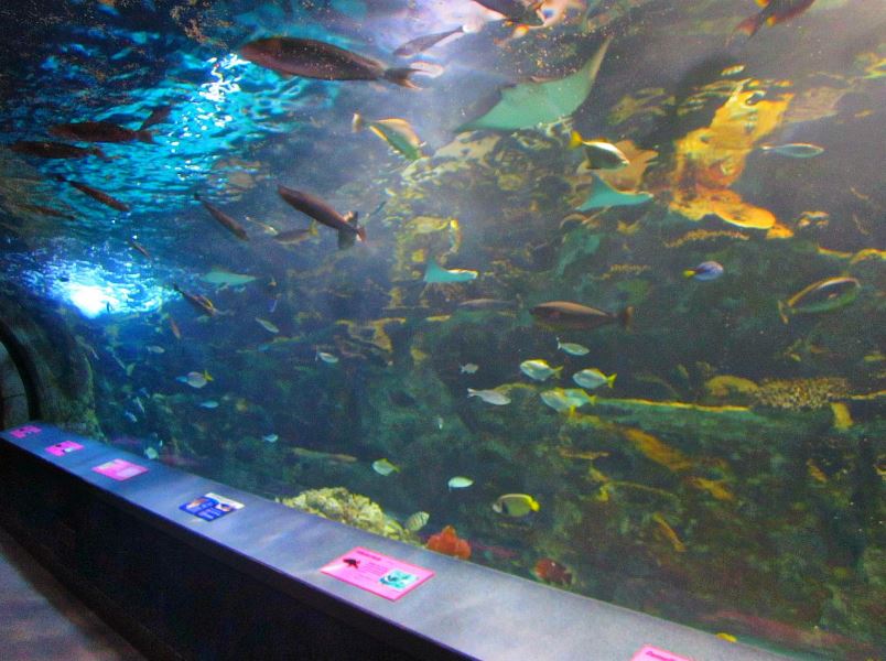 Mar. 2013-Coral Reef Tunnel - Left Side