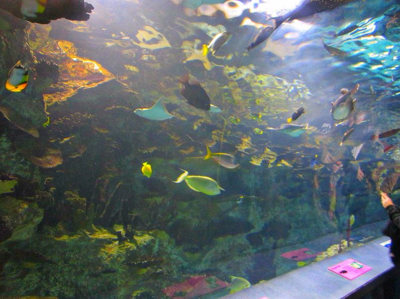 Mar. 2013-Coral Reef Tunnel - Right Side