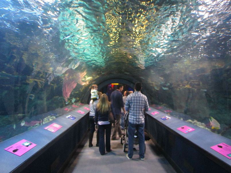 Mar. 2013-Coral Reef Tunnel