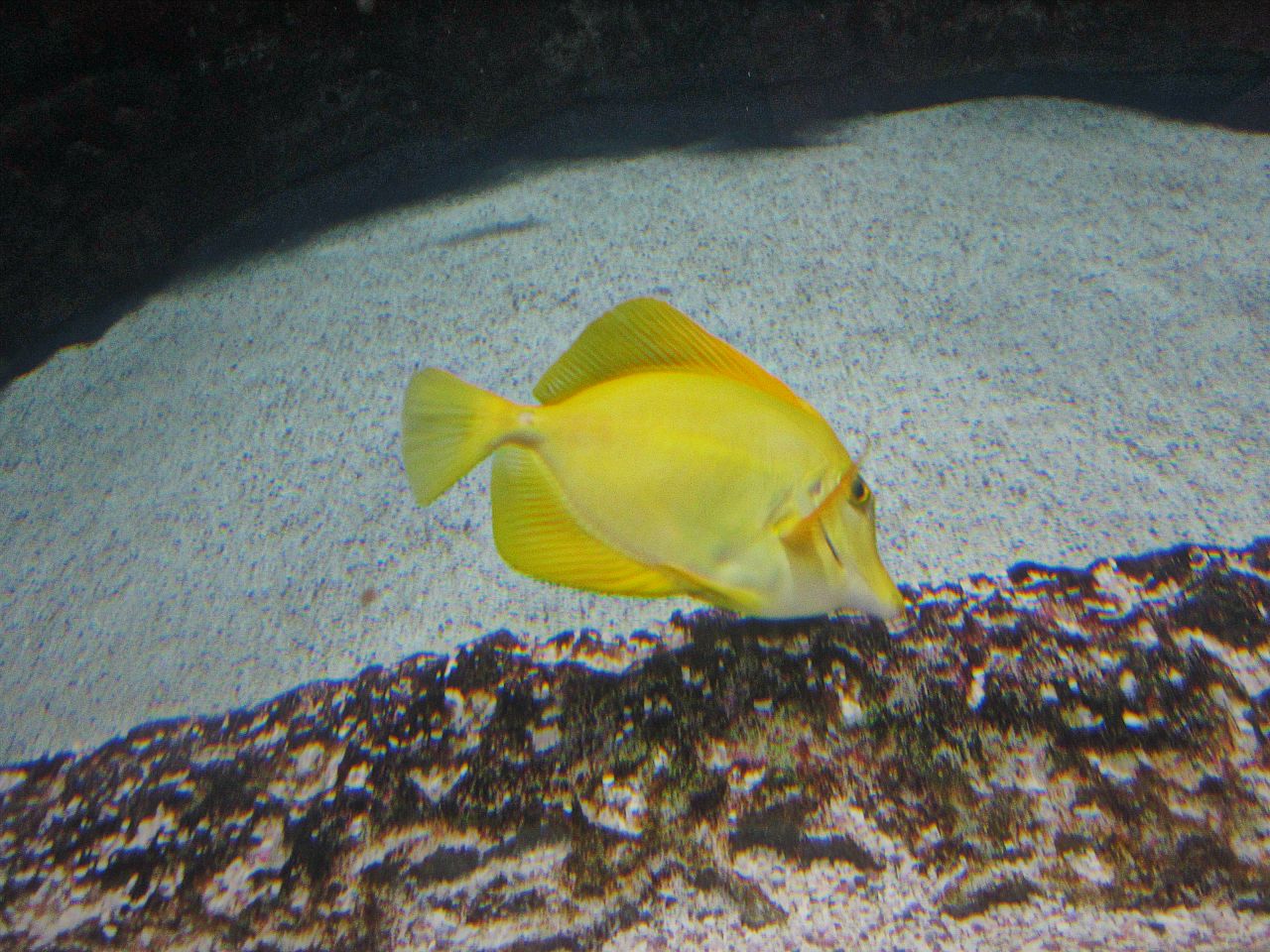 Mar. 2013-Coral Reef - Yellow Tang