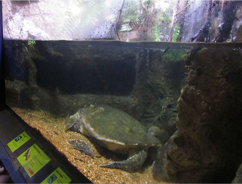 Mar. 2013-Dangerous and Deadly - Alligator Snapping Turtle + Black Crappie