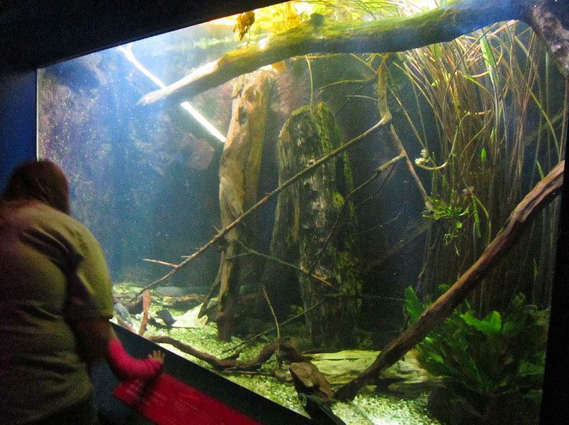 Mar. 2013-Dangerous and Deadly - Electric Eel Exhibit