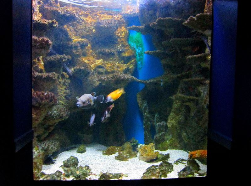 Mar. 2013-Dangerous and Deadly Exhibit