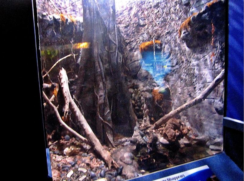 Mar. 2013-Dangerous and Deadly - Gaboon Viper Exhibit