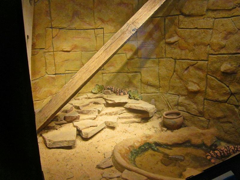 Mar. 2013-Dangerous and Deadly - Gila Monster Exhibit