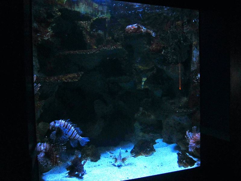 Mar. 2013-Dangerous and Deadly - Humpback Grouper + Red Lionfish + Stonefis