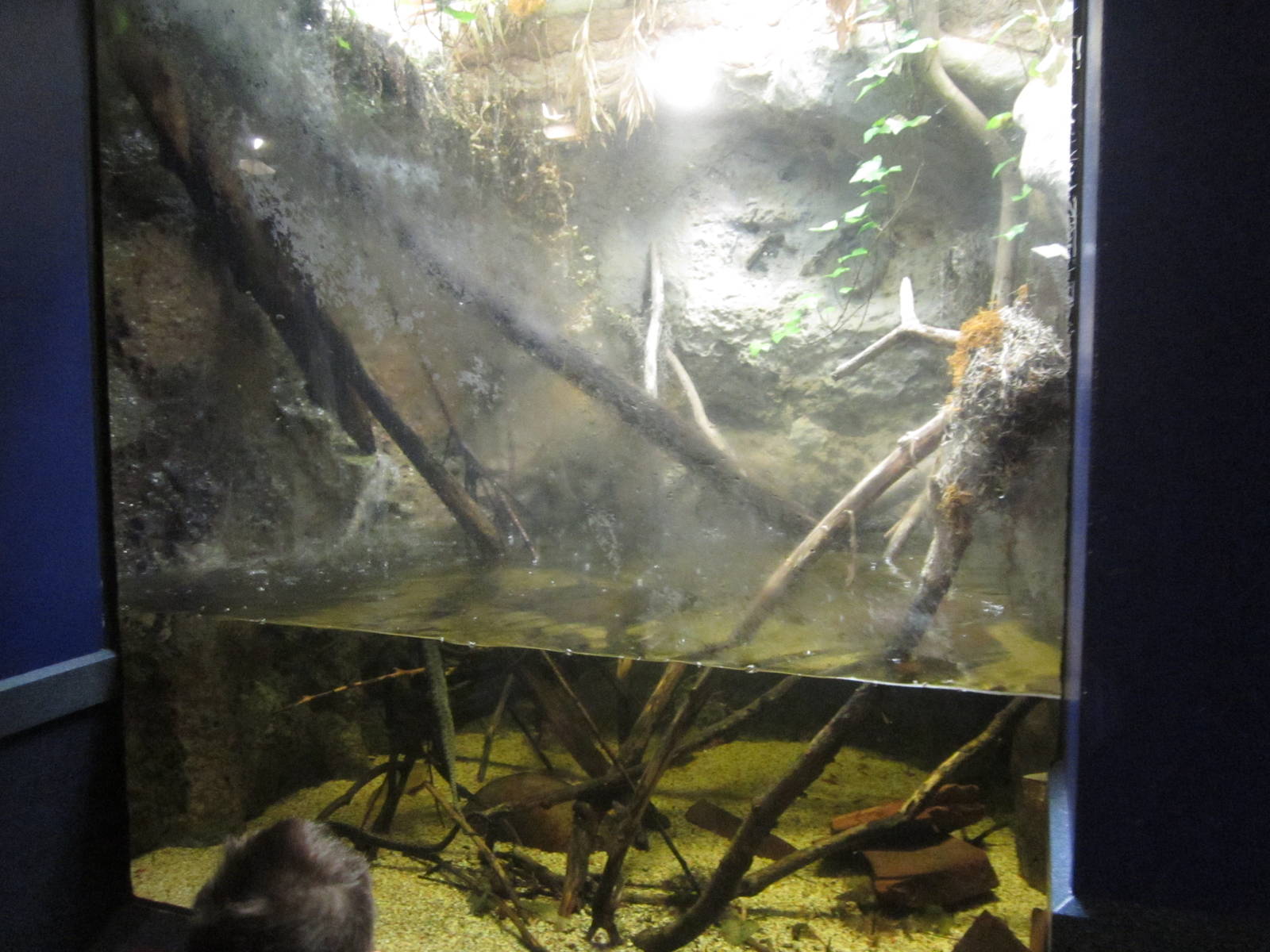 Mar. 2013-Dangerous and Deadly - Tentacled Snake Exhibit