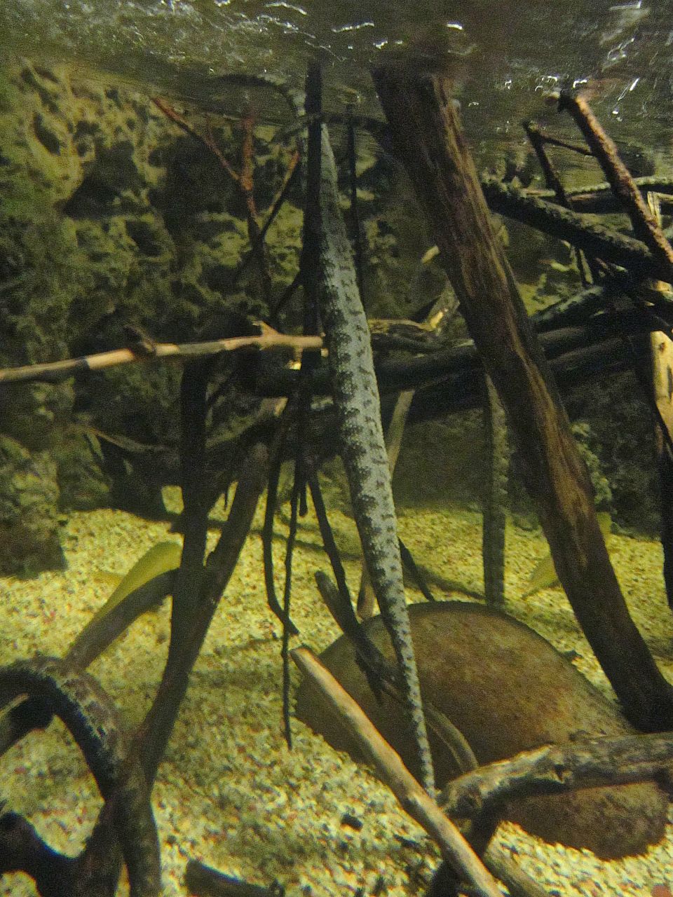 Mar. 2013-Dangerous and Deadly - Tentacled Snake