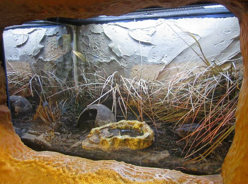 Mar. 2013-Frog Bog - American Toad Exhibit