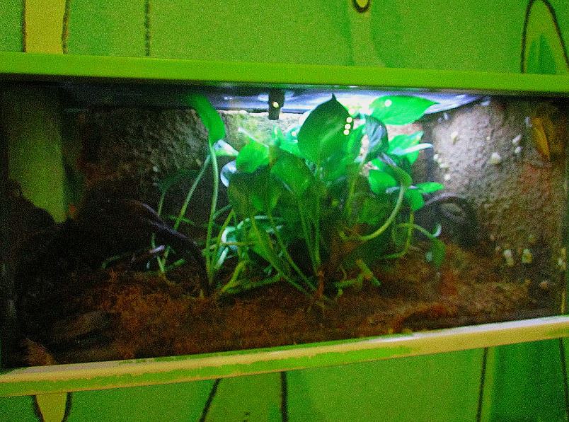 Mar. 2013-Frog Bog - Bornean Eared Frog Exhibit