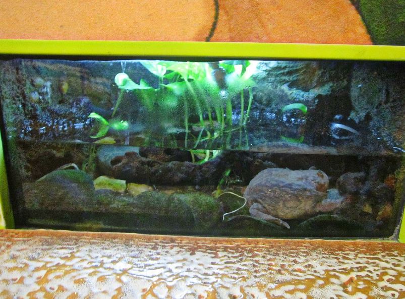 Mar. 2013-Frog Bog - Budgett's Frog Exhibit