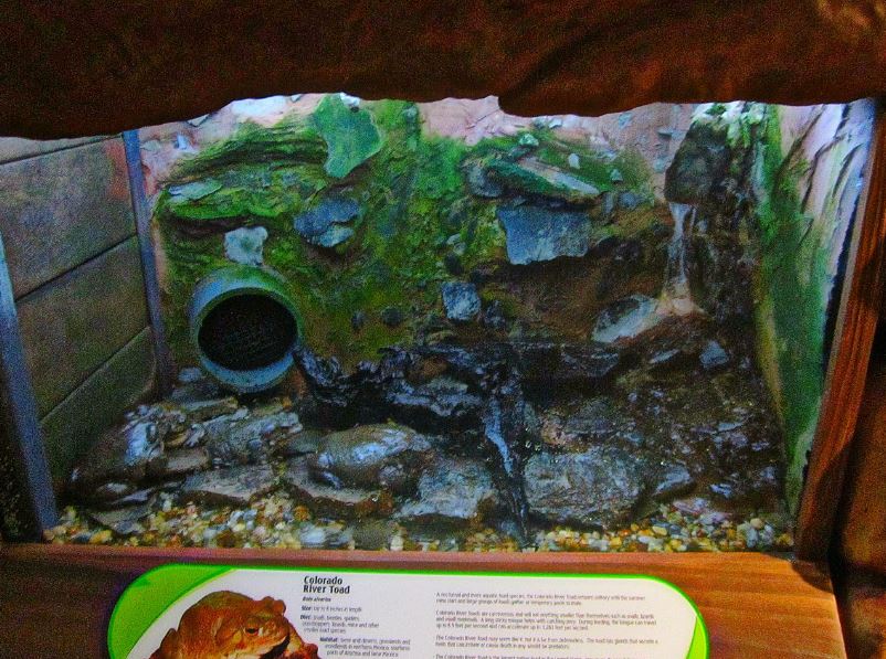 Mar. 2013-Frog Bog - Colorado River Toad Exhibit
