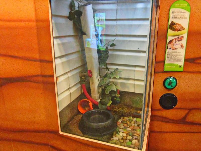 Mar. 2013-Frog Bog - Cuban Tree Frog + Marine Toad Exhibit