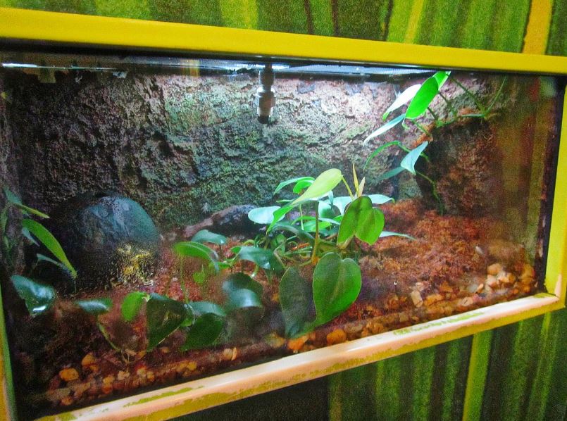 Mar. 2013-Frog Bog - Dyeing Poison Dart Frog Exhibit