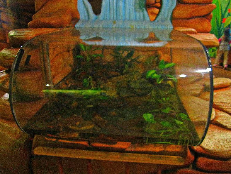 Mar. 2013-Frog Bog - Mata Mata Turtle Exhibit