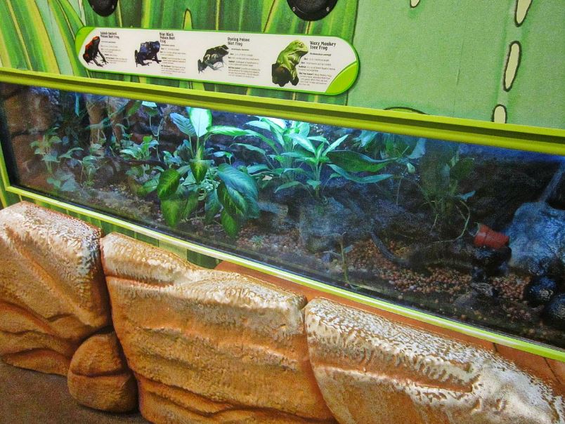 Mar. 2013-Frog Bog -Splash-backed Poison Dart Frog + Blue Poison Dart Frog