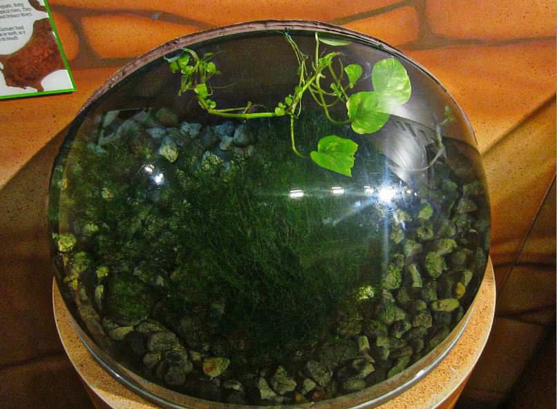 Mar. 2013-Frog Bog - Surinam Toad Exhibit