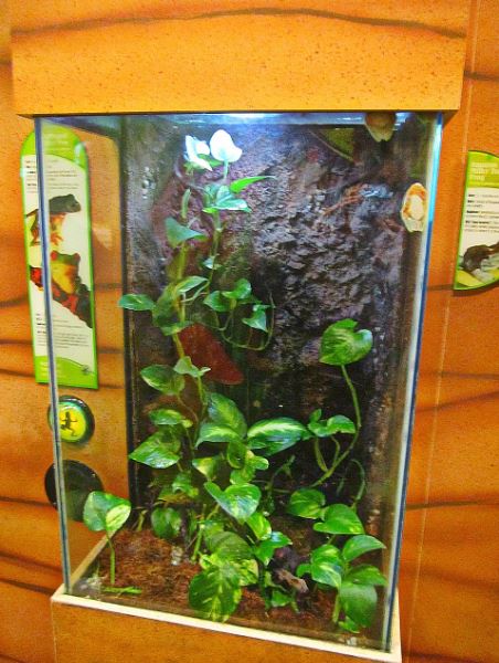 Mar. 2013-Frog Bog - Tiger-legged Monkey Tree Frog + Red-eyed Tree Frog + A