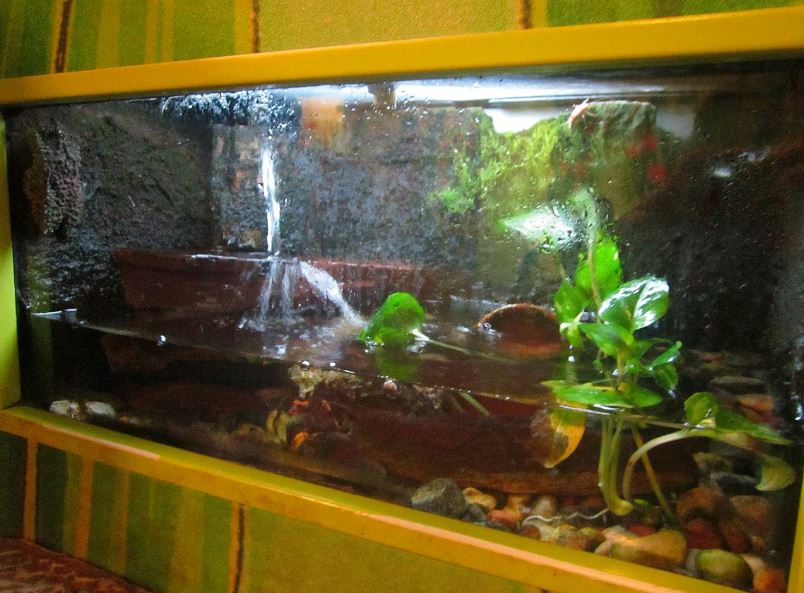 Mar. 2013-Frog Bog - Vietnamese Mossy Frog Exhibit