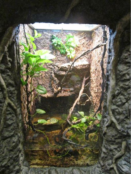 Mar. 2013-Gator Alley - Chinese Crocodile Lizard Exhibit