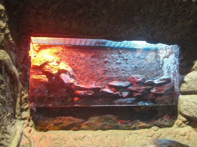 Mar. 2013-Gator Alley - Cuvier's Dwarf Caiman Exhibit