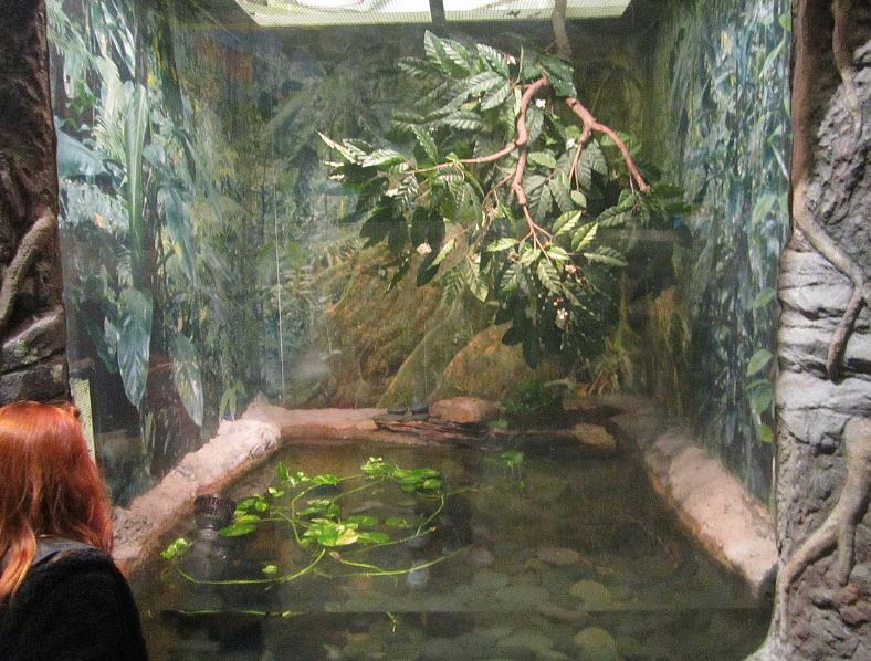 Mar. 2013-Gator Alley - Malaysian Gharial Exhibit (Find It?)