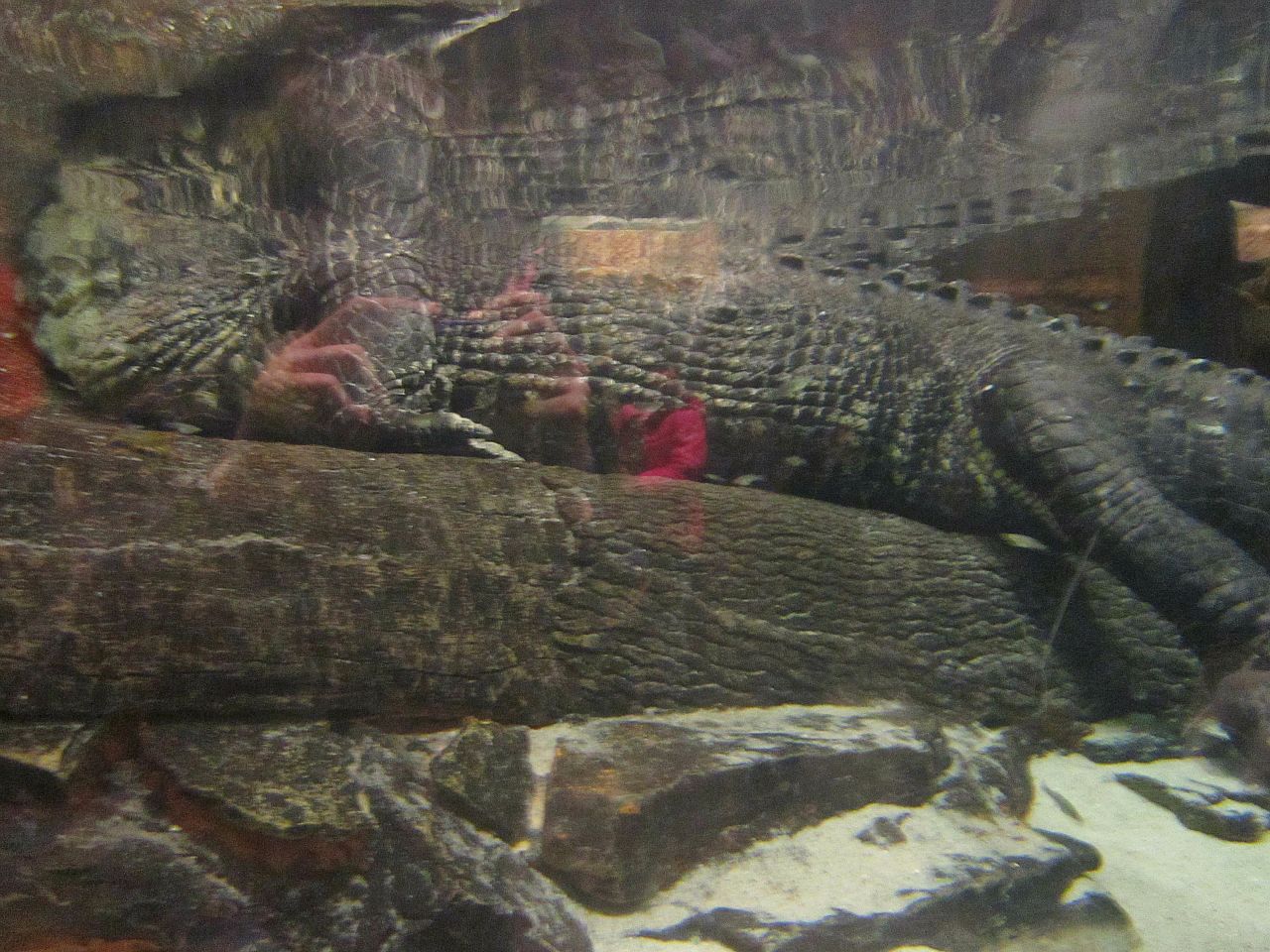 Mar. 2013-Gator Alley - Mighty Mike Underwater