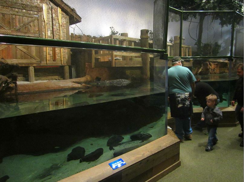 Mar. 2013-Gator Alley - Mighty Mike's Exhibit