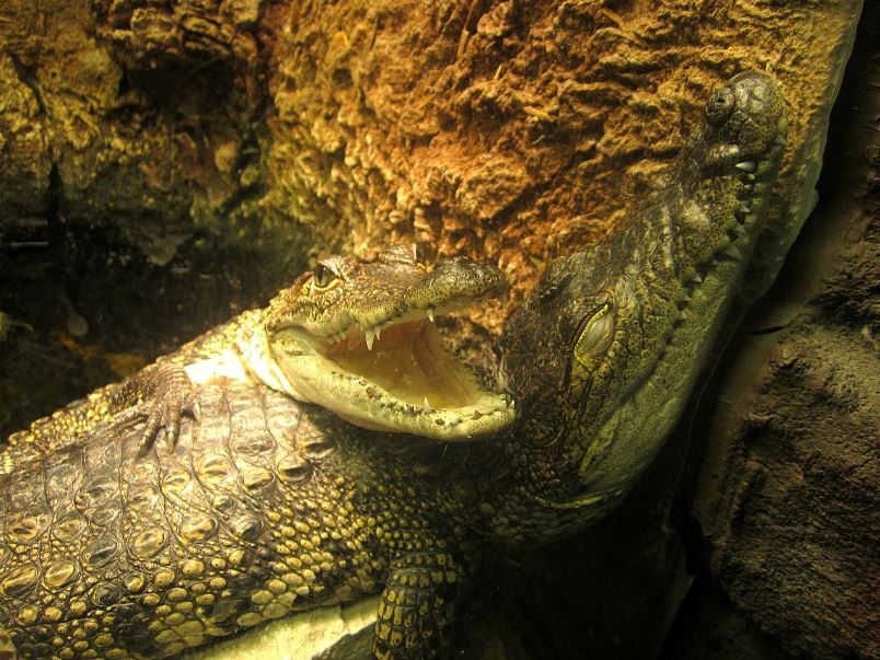 Mar. 2013-Gator Alley - Morelet's Crocodiles