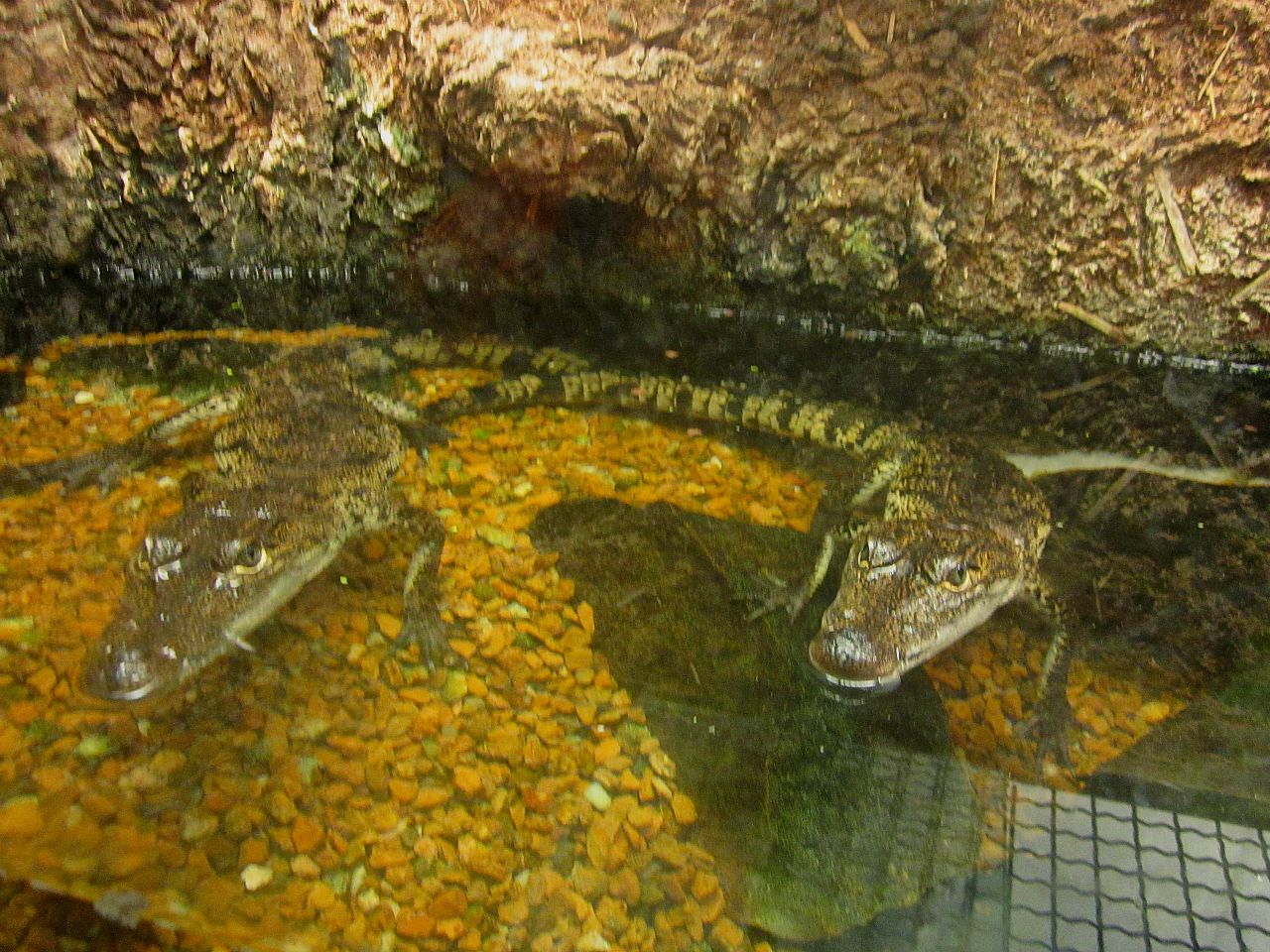 Mar. 2013-Gator Alley - Morelet's Crocodiles