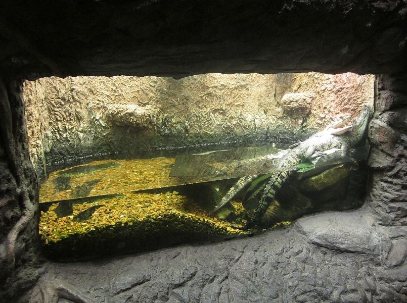 Mar. 2013-Gator Alley - Morolet's Crocodile Exhibit