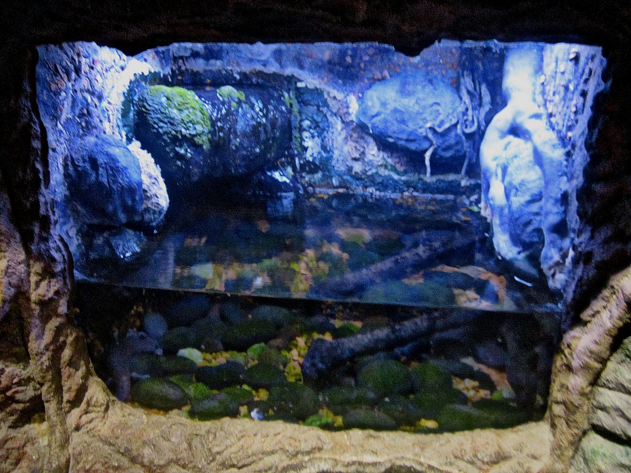 Mar. 2013-Gator Alley - Mudpuppy Exhibit